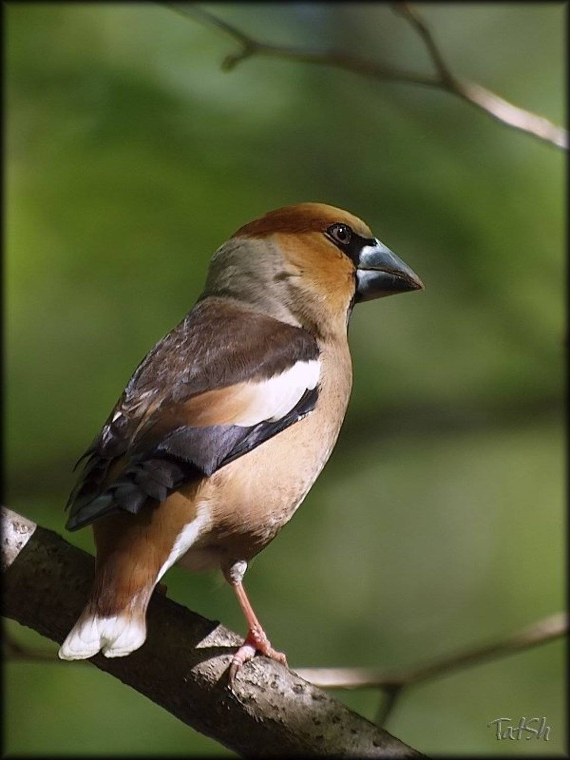 дубонос, птицы, природа, nature, птицы россии, птицы Москвы, битца, битцевский лесопарк, Шипилова Татьяна