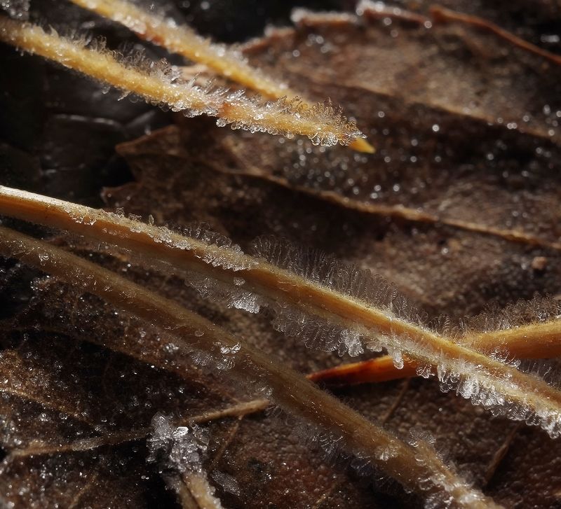 Скоро зима фото превью