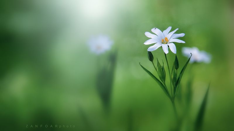 STELLARIA HOLOSTEA (звездчатки holosteus) фото превью