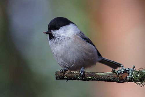 Вся в делах