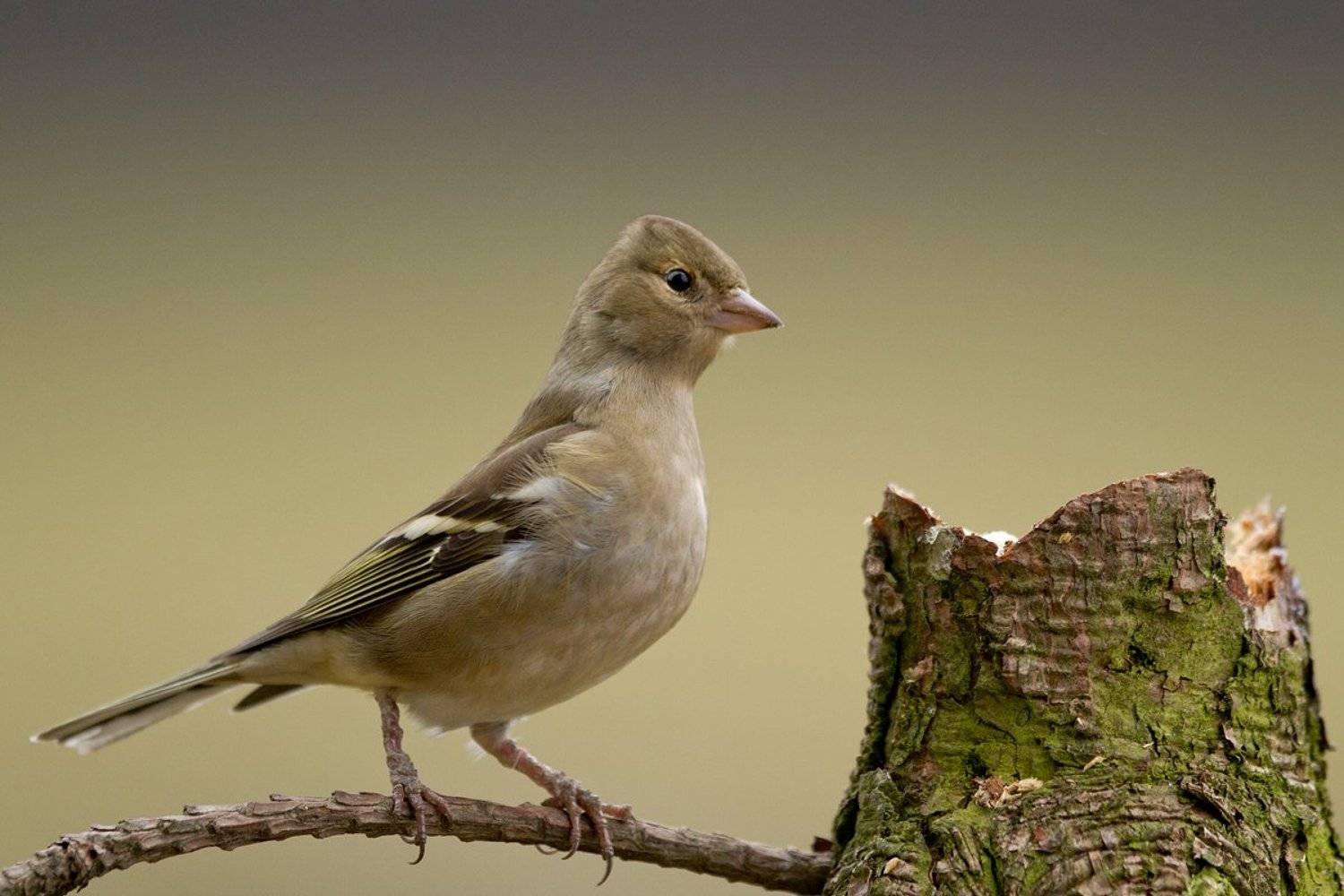 , Janina J?drzejewska-Szombara