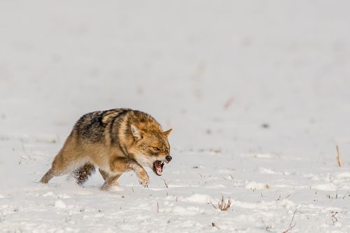 golden jackal