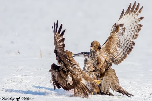 supremacy