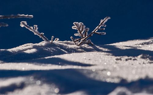 С Крещением!... или Мороз снежком укутывал...
