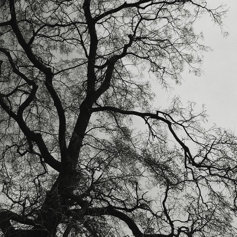 деревья, чб, черно-белое, ветви, анна салтыкова, монохром, лес, природа *** фото превью