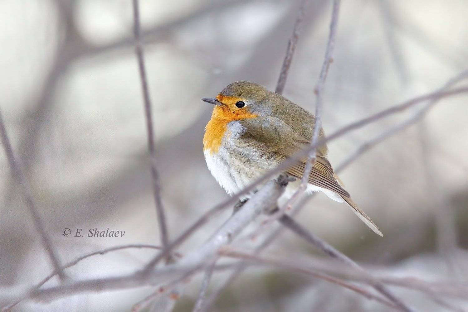 birds,european robin,зарянка,птица,птицы,фотоохота,	erithacus rubecula, Евгений