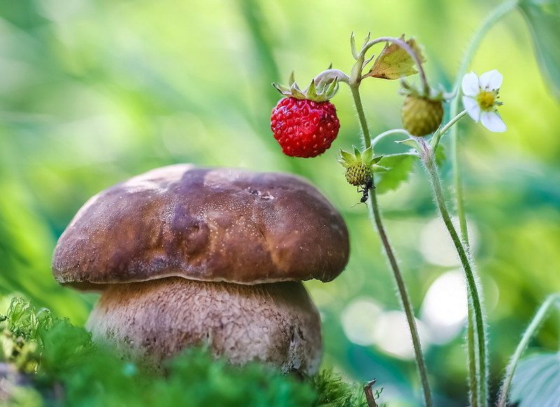 Грибник фото превью