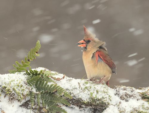 Красный кардинал (cамка) - Northern Cardinal (female)