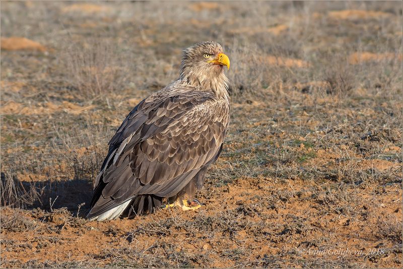 птицы, природа, путешествие, хищник, орлан-белохвост, haliaeetus albicilla, white-tailed sea-eagle, зима, январь, 2018, астраханская область Богатырь фото превью