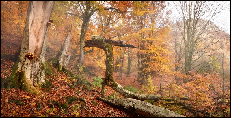 Грибной сезон фото превью