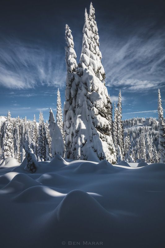snow, winter, tree, clouds, Under a Warm Coat фото превью