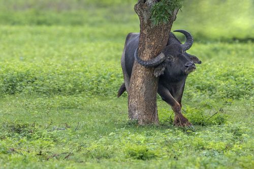 Wild Buffalo