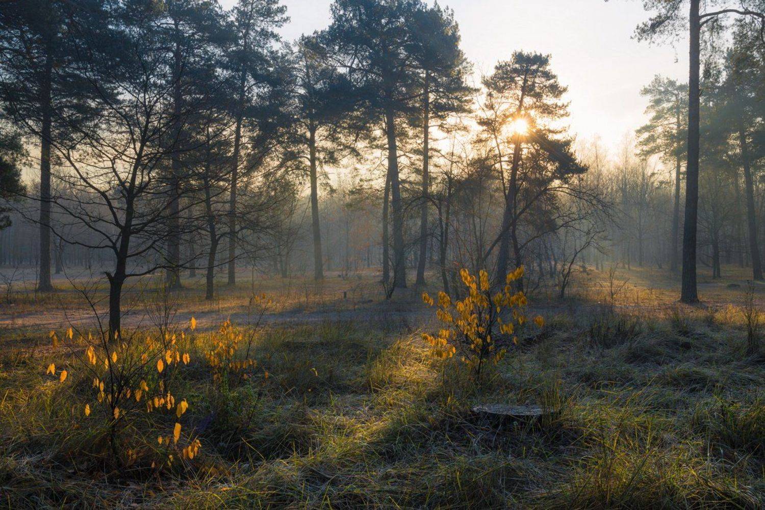 лес, осень, ноябрь, рассвет, солнце, изморозь, Галанзовская Оксана