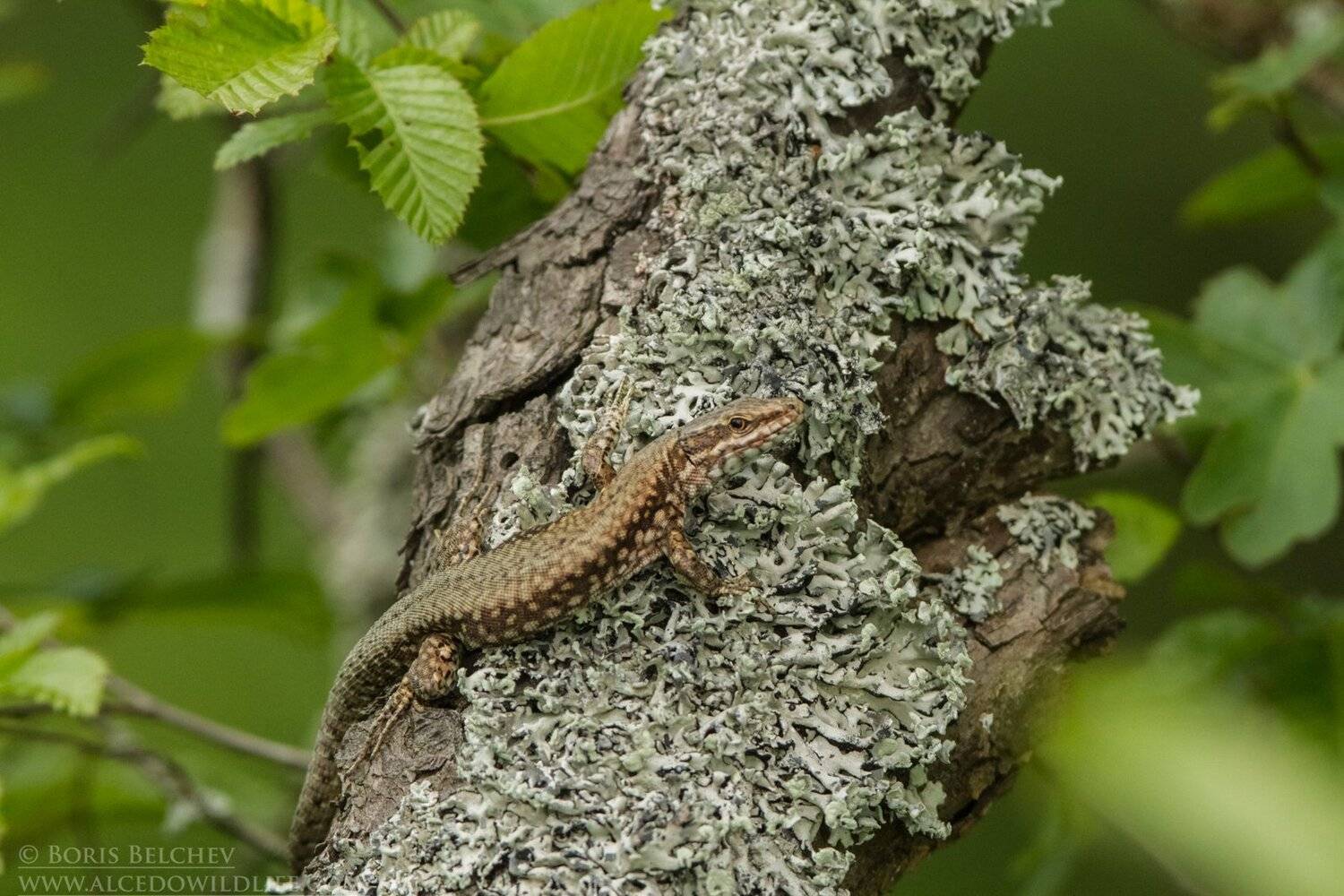 , Борис Белчев