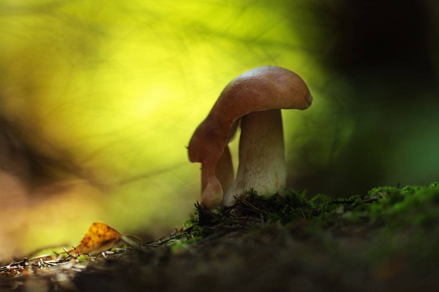 , Вадим Морозов