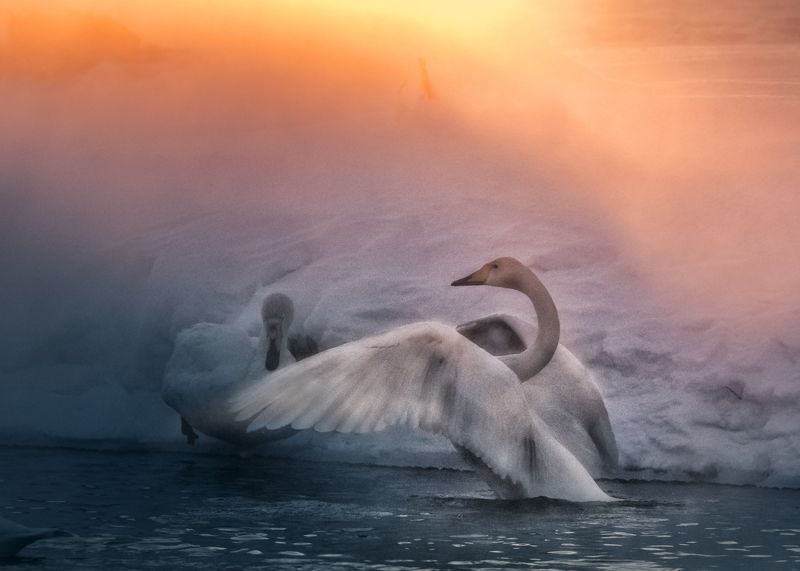 2018, алтай, зима, лебеди, утро, восход Пробуждение фото превью