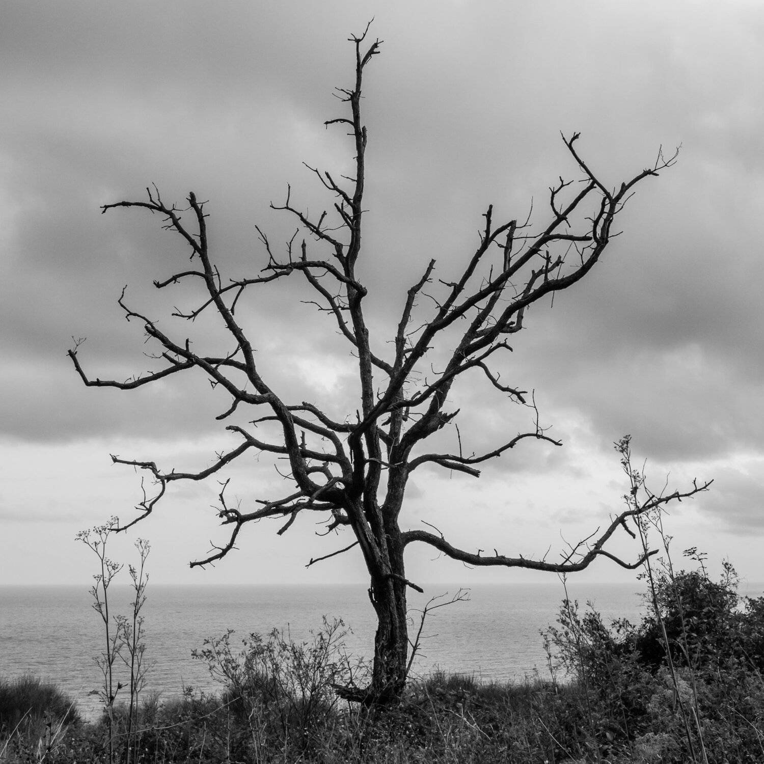 дерево, время, одиночество, море, небо, Мержанов Дима
