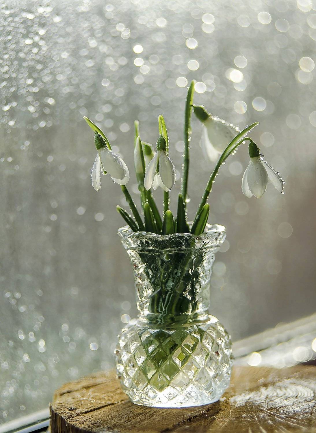 , Елена Вапняр