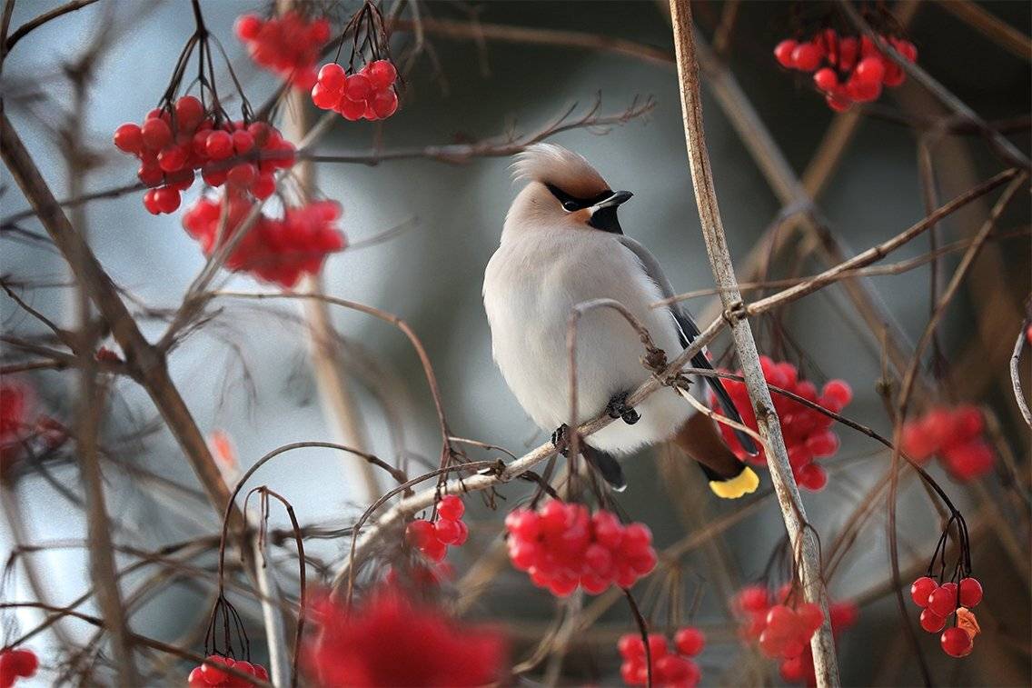 , Андрей Ершов
