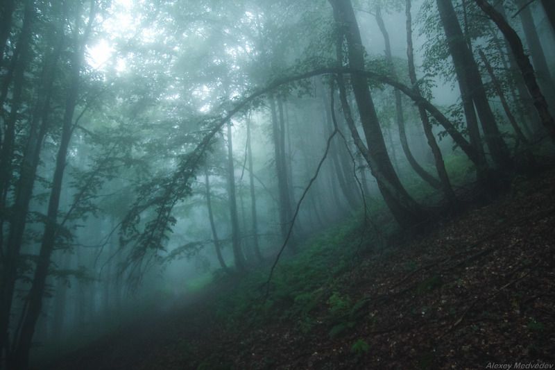 гори,  Карпати, полонина, дождь, сонце,  Карпаты, лес, Боржава, туман Арочки фото превью