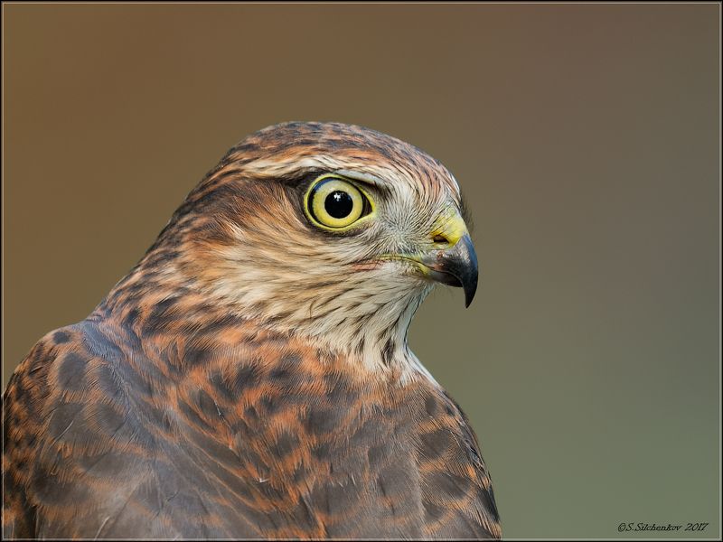 *** фото превью