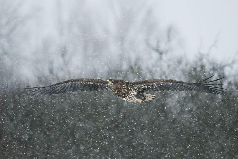W śniegu. фото превью
