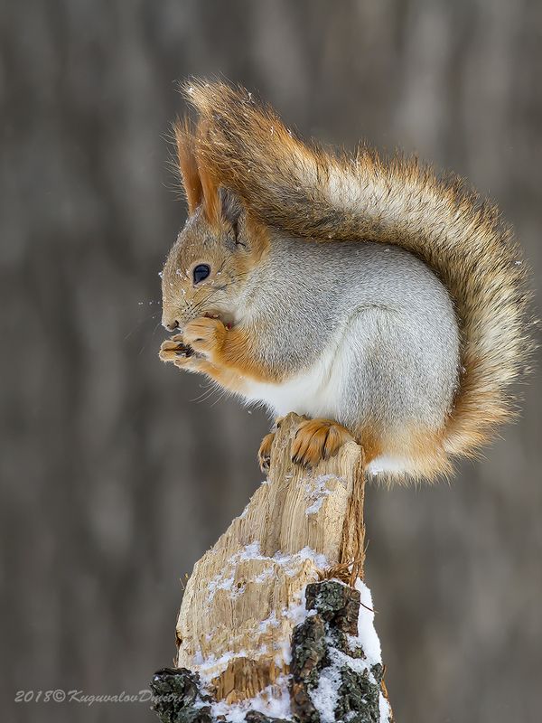 Белка фото превью