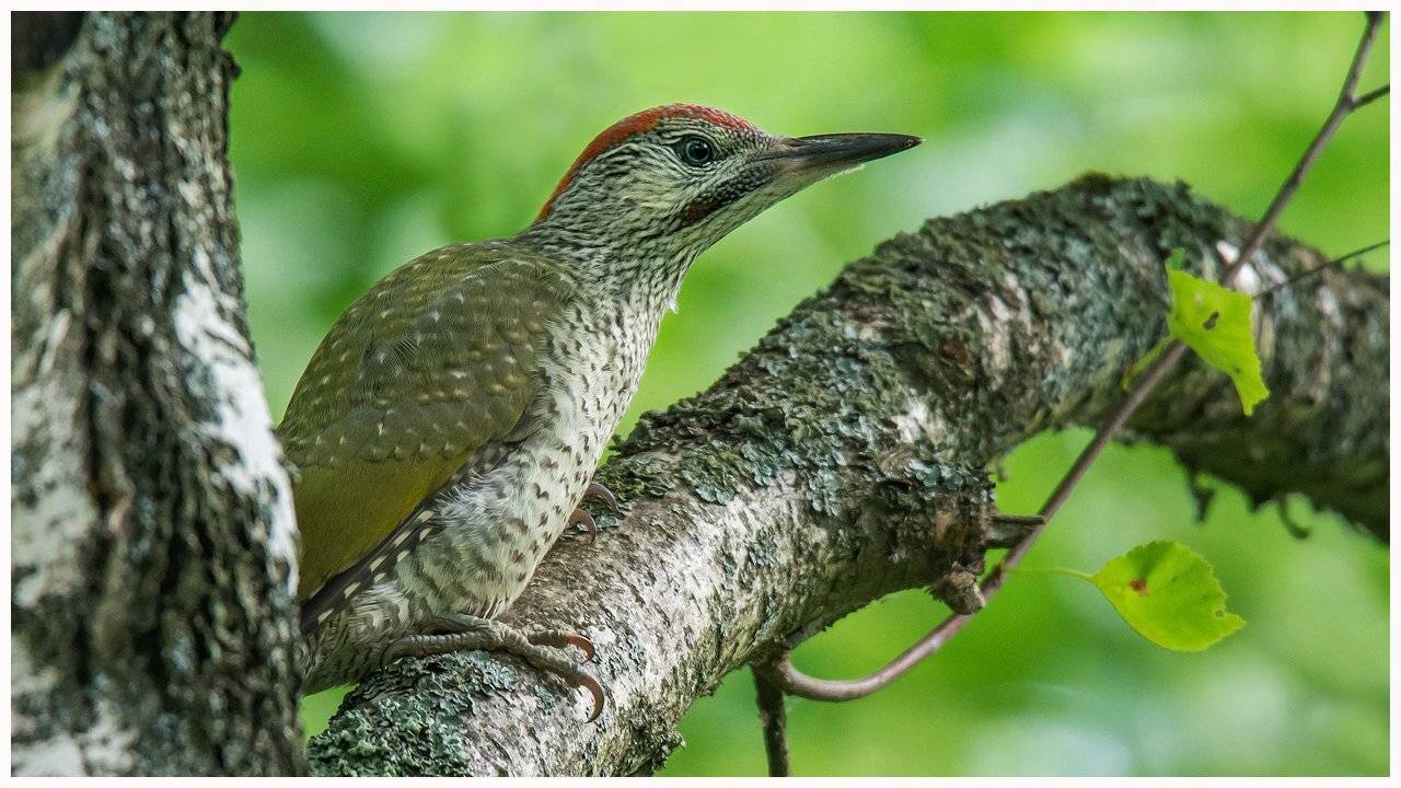 , Валерий Субачев