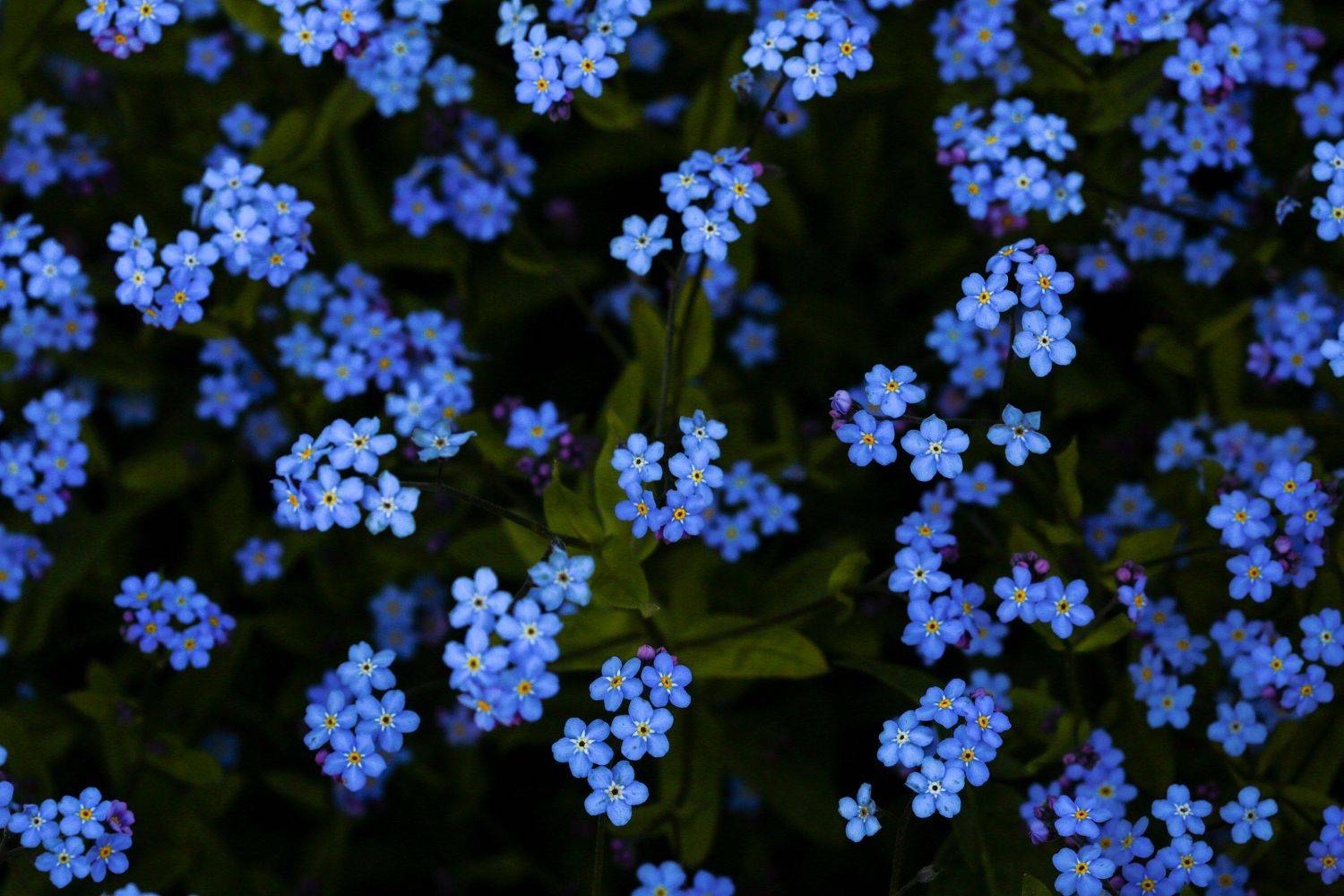 , Сергей Корнильев