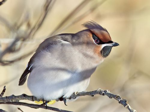 Свиристель
