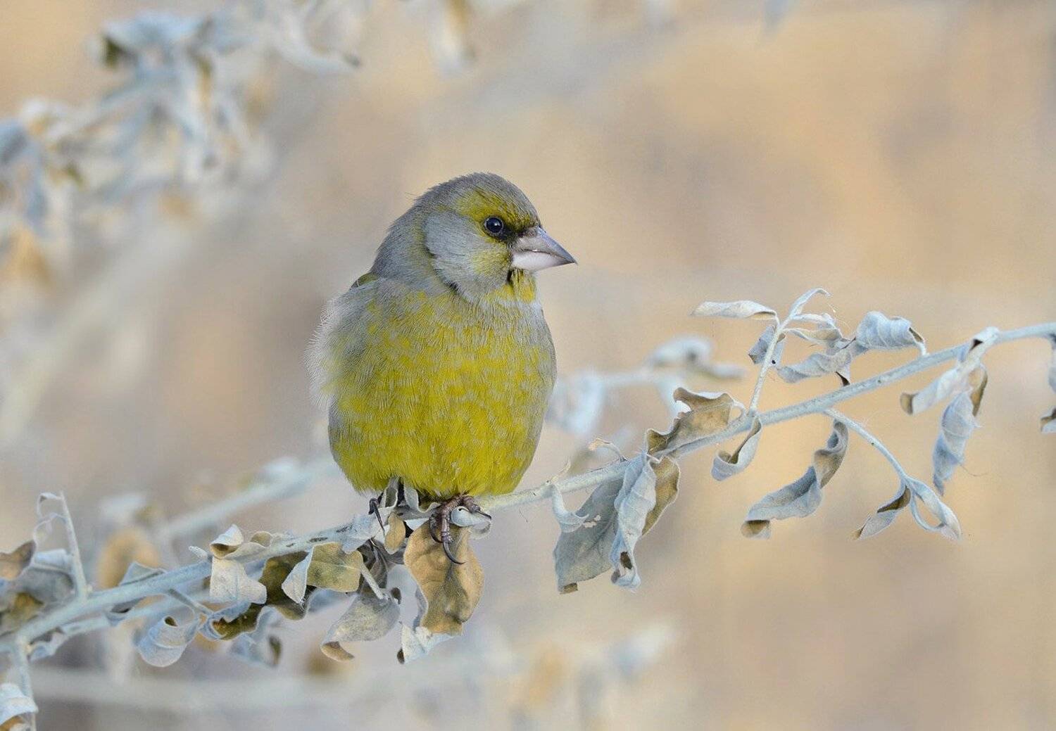 зеленушка,самец,ветка,лох,зима, Иван