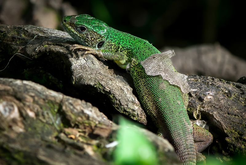 macro, lizard, green, nature, animals, closeup, colorful moulting фото превью