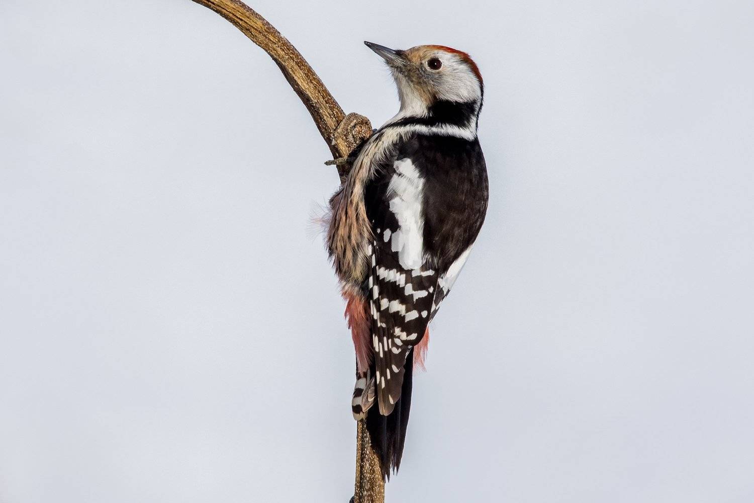birds,winter,wildlife,animal,sunflower, woodpecker, Nikolay Nikolov