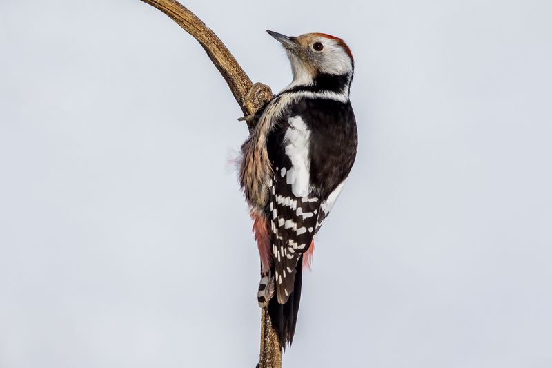 birds,winter,wildlife,animal,sunflower, woodpecker Среднее пятнистое дятел фото превью