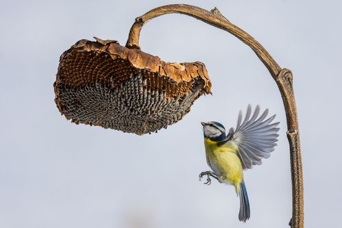 синяя синица и подсолнечник, blue tit