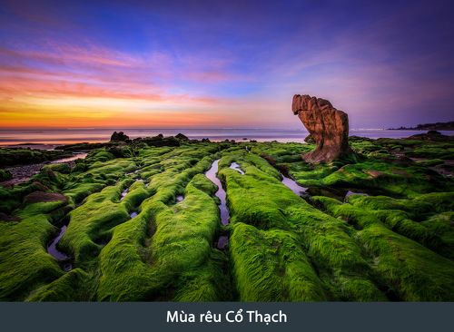 Moss at dawn