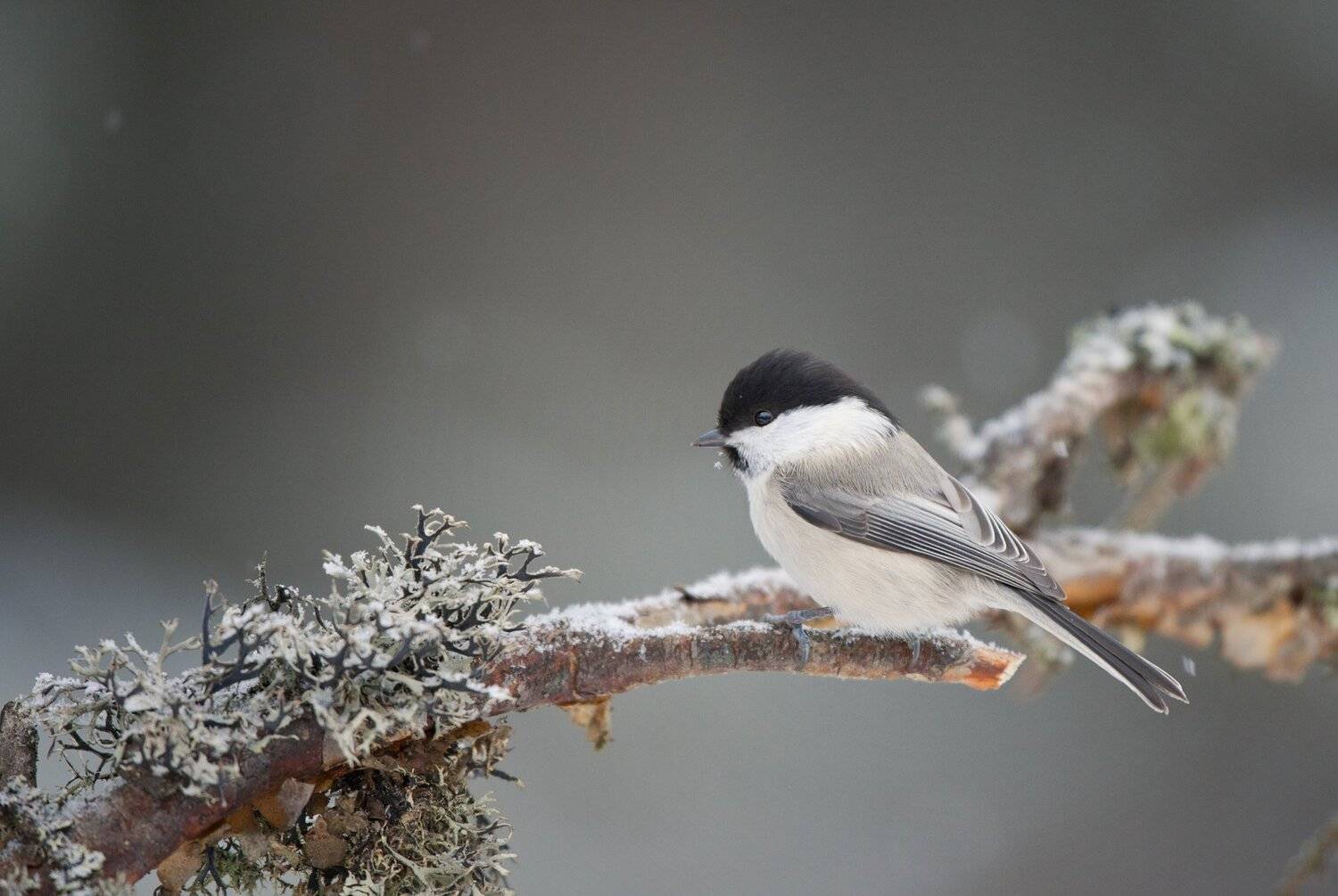 , Юрий Кулаков