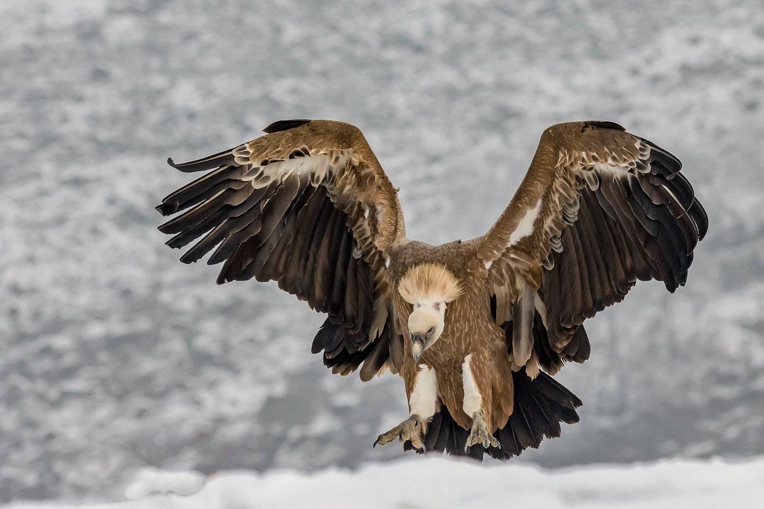 стервятник,snow,bird,fly,sky,winter,wildlife,nature,animal,lanscape,rock,mountain,белоголовые стервятник, Nikolay Nikolov