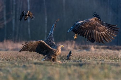 White-tailed Sea Eagle (Haliaeetus albicilla) 