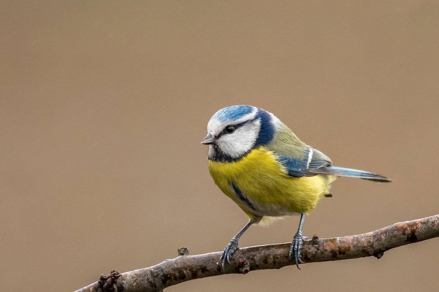 синяя синица,blue tit,birds,spring,sunshine,orange,wildlife,nature,alone,animal, Nikolay Nikolov