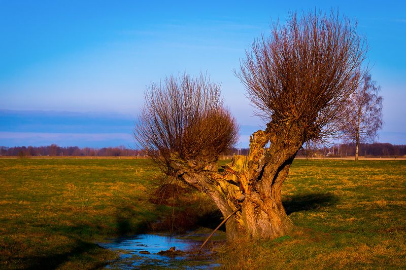 żuławskie фото превью