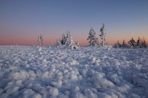 Снежные цветы Таганая