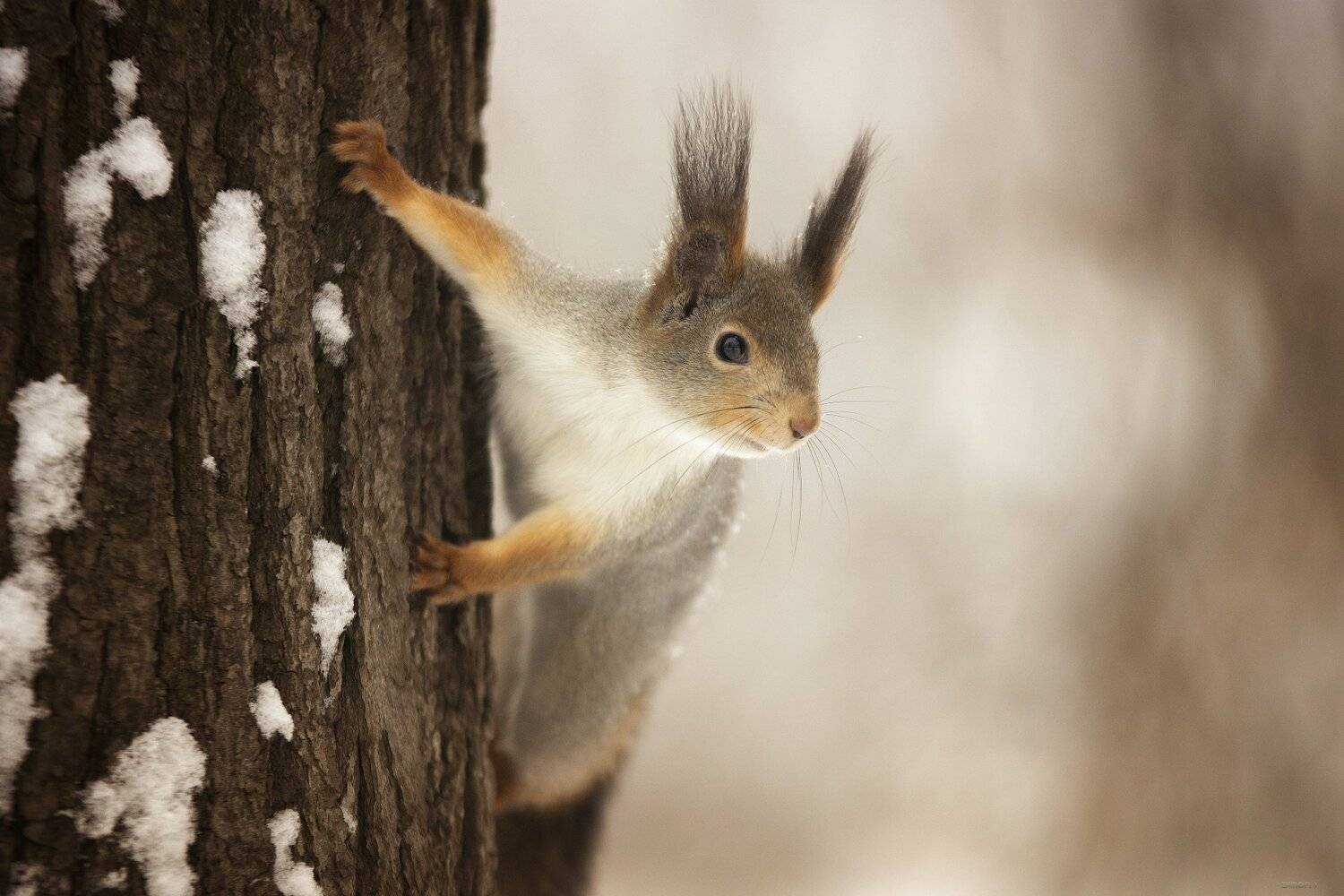 природа, лес, животные, птицы, Дмитрий Посевич