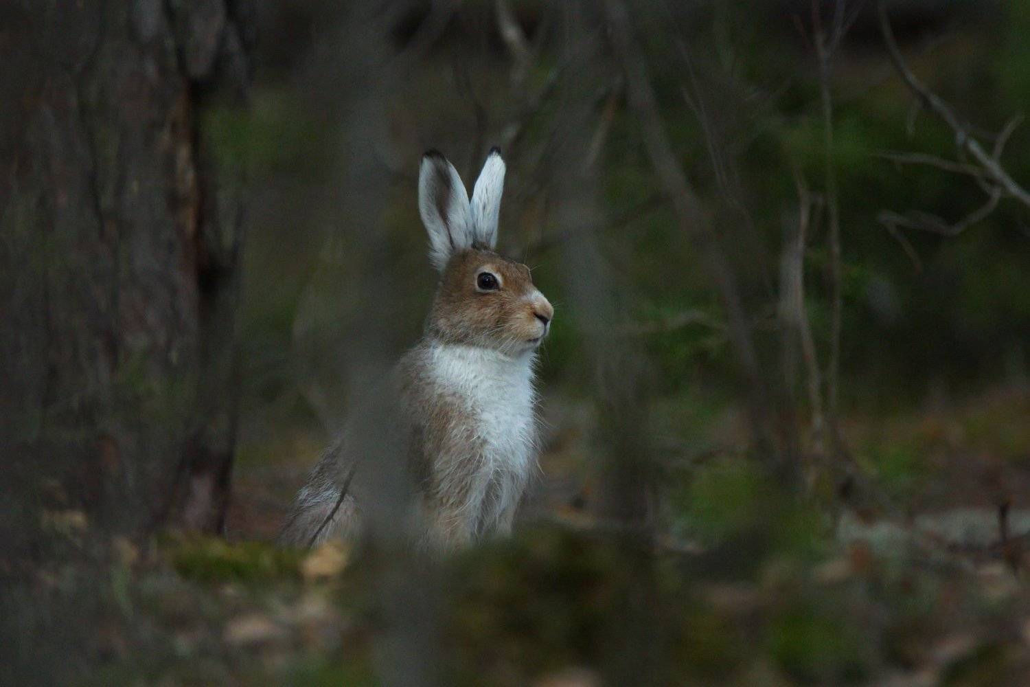 природа, животные, заяц, Каранов Николай