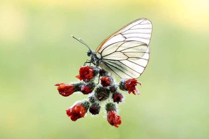 Butterfly Superstar фото превью