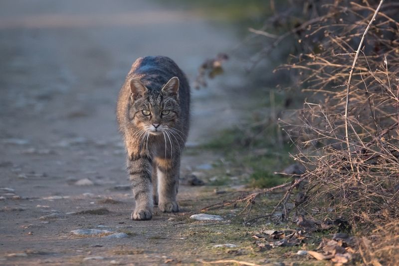 Лесной кот (Felis silvestris) фото превью