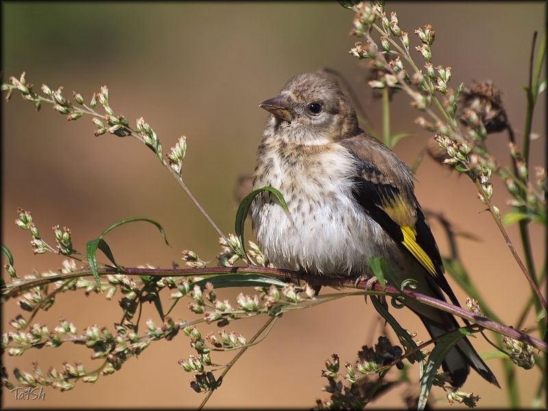 август, битца, битцевский лесопарк, лето, москва, природа, природа россии, птицы, птицы москвы, птицы россии, семейство вьюрковые, фауна, фотоохота, щегол Отдых щегла фото превью