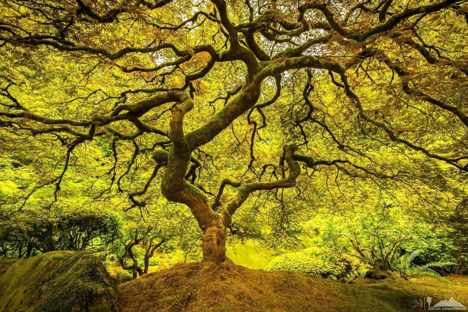 , Дмитрий Стороженко