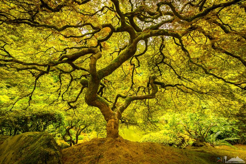 Волшебное дерево фото превью