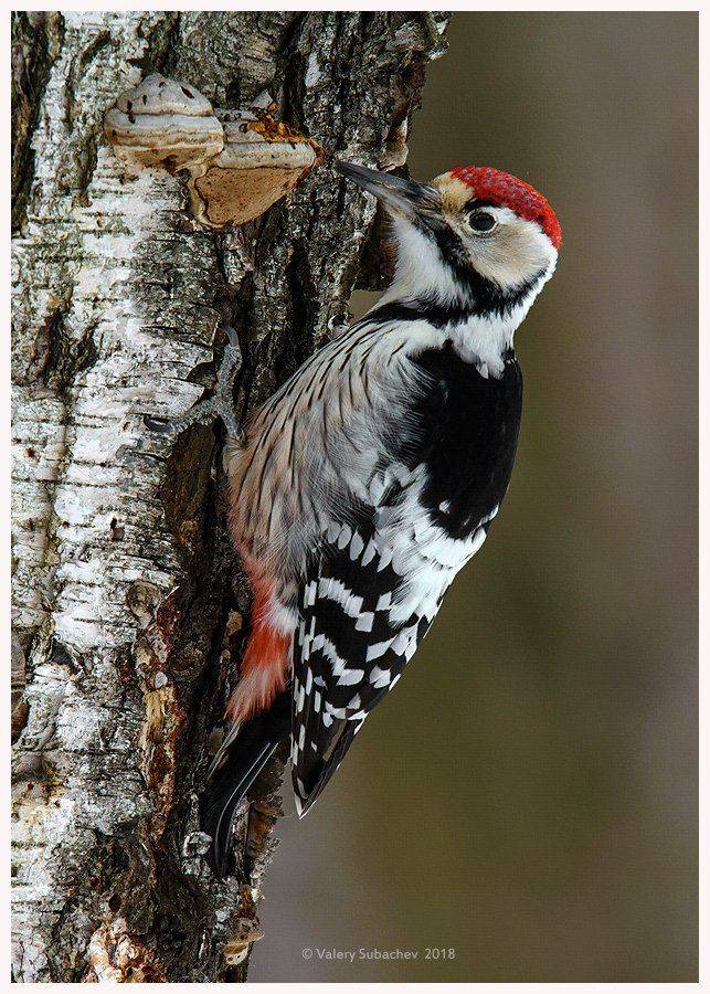 , Валерий Субачев